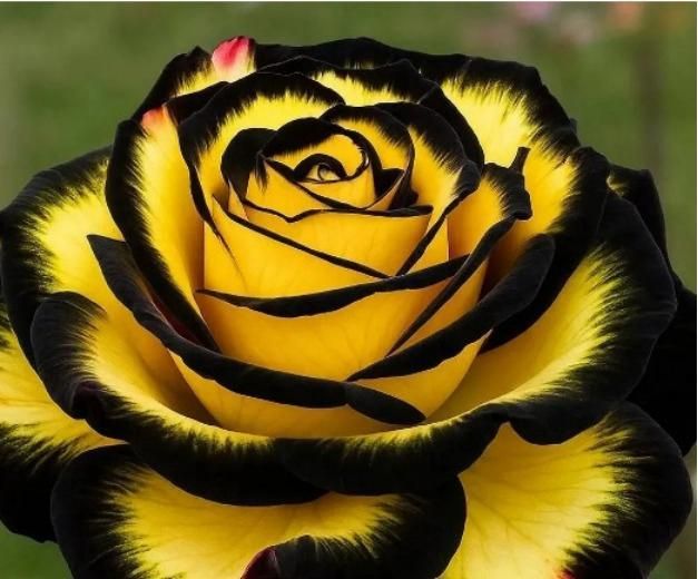 Rare Eclipse Rose Seeds | Exotic Dark Bloom Garden Beauty
